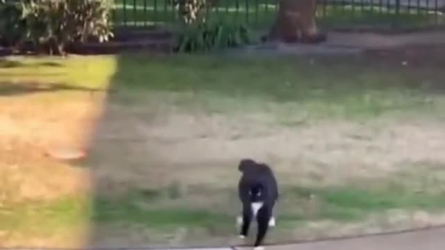 Dogs are cute, and no one can stop them