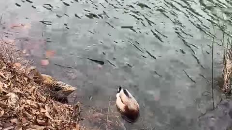 birds in search of quarry