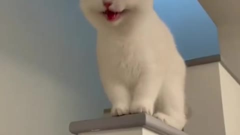 Laughing Cat 🐈