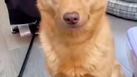 Cute pets bring you joy every day