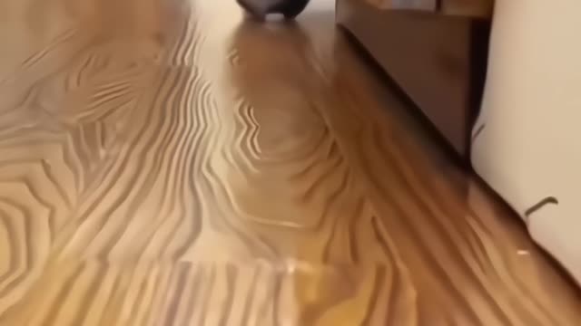 Rumble Vairal😘 Cute Cat😻 funny Video #rumble #funny #vairal #video
