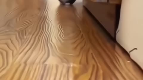 Rumble Vairal😘 Cute Cat😻 funny Video #rumble #funny #vairal #video