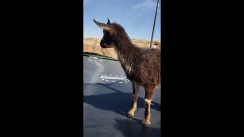 Baby goat joins toddler tarmpoline fun