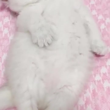 😍💓😍💓😍💓😍💓😍💓😍💓😍💓😍💓😍💓 #cats #shorts