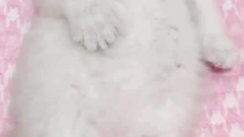 😍💓😍💓😍💓😍💓😍💓😍💓😍💓😍💓😍💓 #cats #shorts