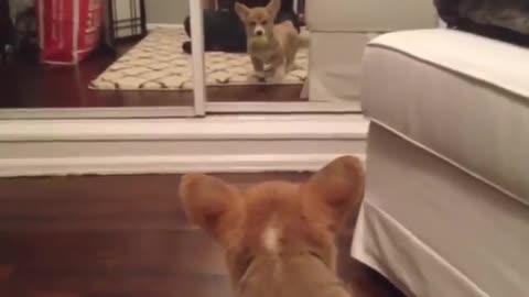 Corgi puppy sees itself in the mirror for the FIRST time