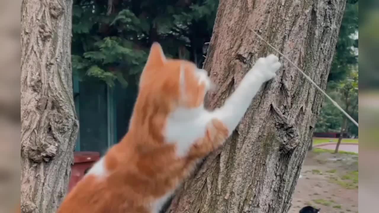 cat climbing