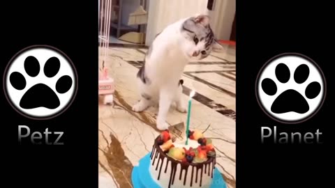 Funny Cat Vines - Short Funny Cats Videos 24
