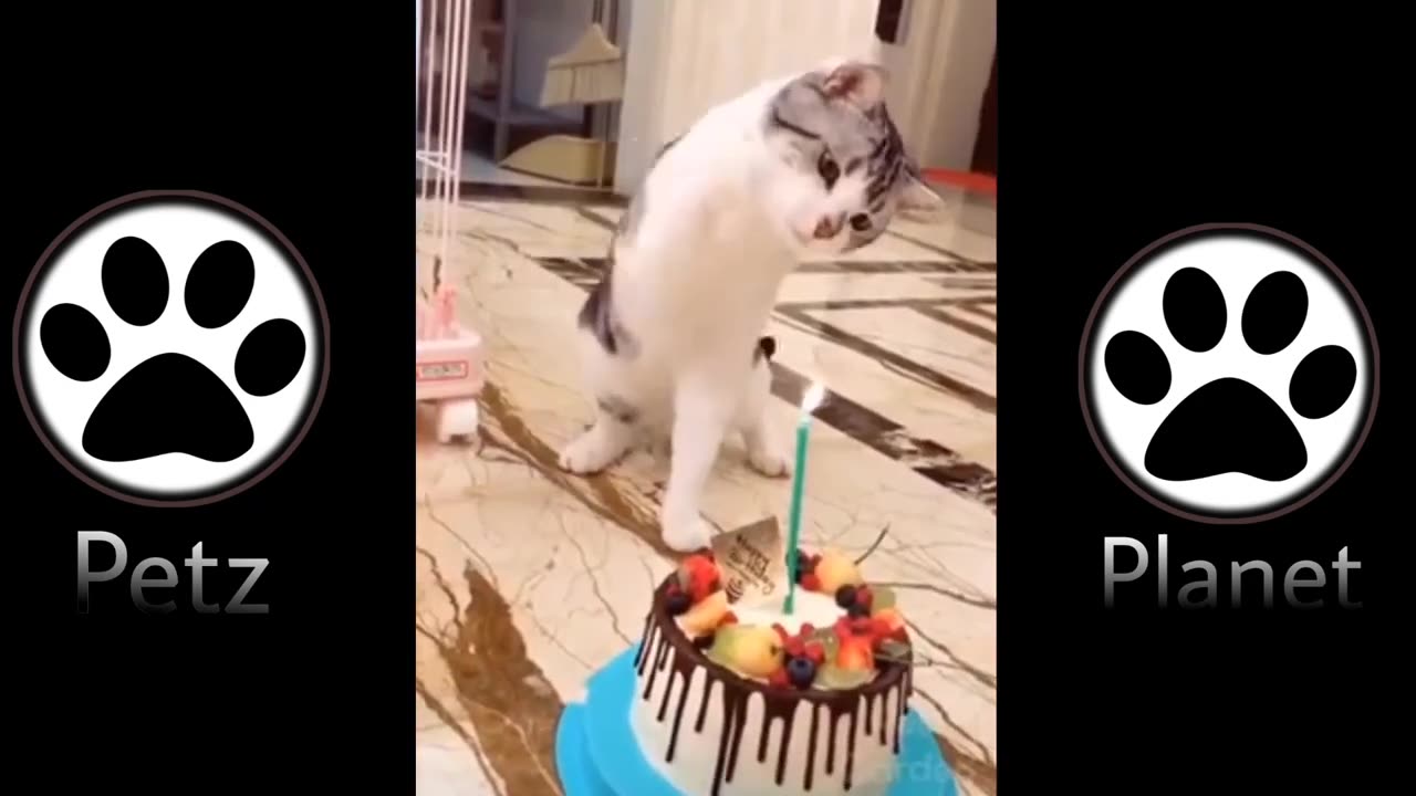 Funny Cat Vines - Short Funny Cats Videos 24