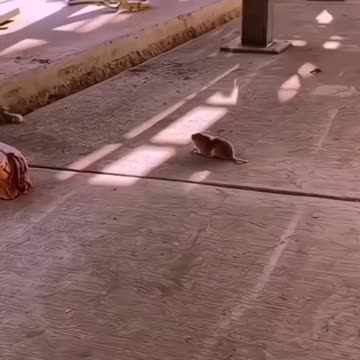 Dog and mouse fighting