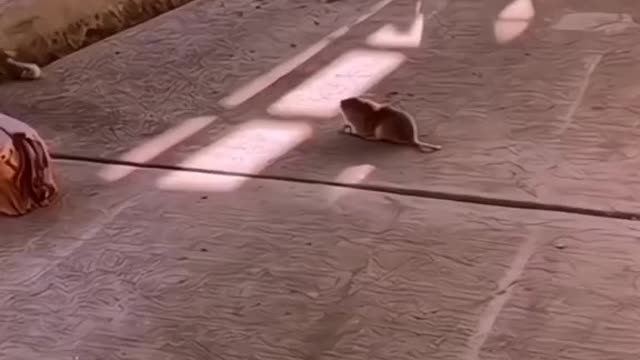 Dog and mouse fighting