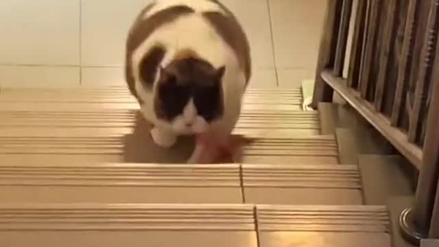 fat cat şişman kedi