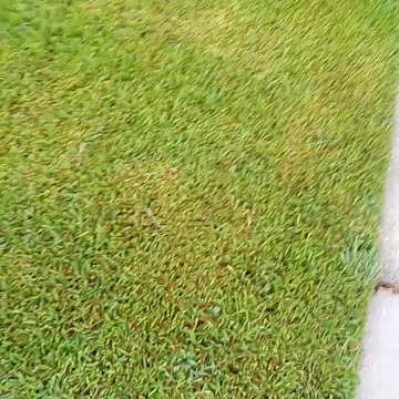 Skillful lawncare
