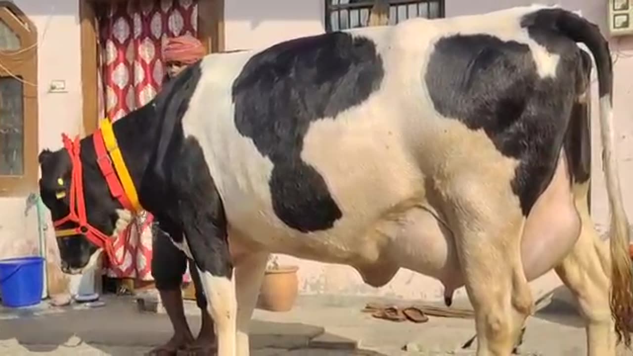 COW VIDEO 🐮🐄 COWS MOOING AND GRAZING IN A FIELD