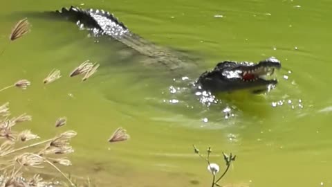 crocodile biting a bottle in green water