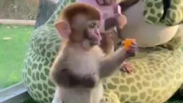 Cute monkey