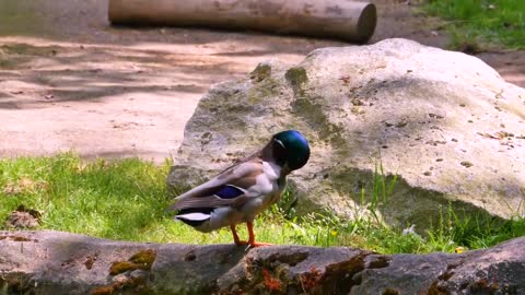 4K Ultra HD Video of Wild Animals