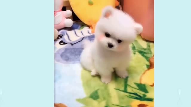 Cute Puppies and Smart Dogs Cute 10