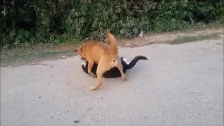 Dog fight on road #real#extreme