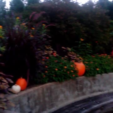 Part 2. Cool Pumpkin Art! My Pumpkin Paradise At Harvest Nights!