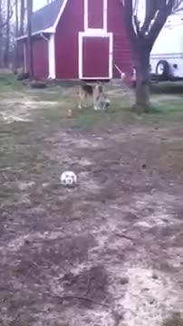 Hank walking Charlie