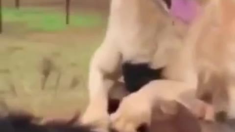 Dog Riding Horse!