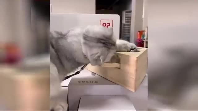 Beautiful and super funny animals