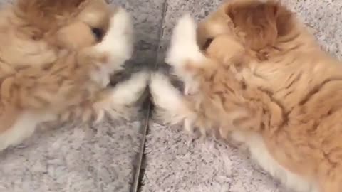 Fluffy brown dog plays with himself in mirror