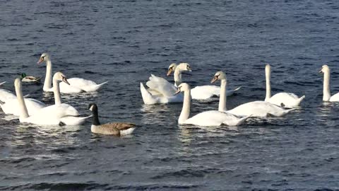 Swan family sweeming in water! young swan ! cygnet