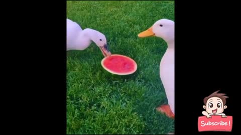 A Funny Duck Videos Compilation Cute Animals !!