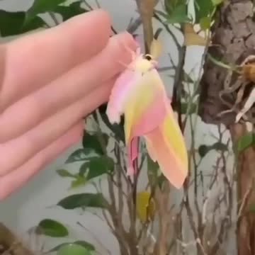 From worm to a butterfly