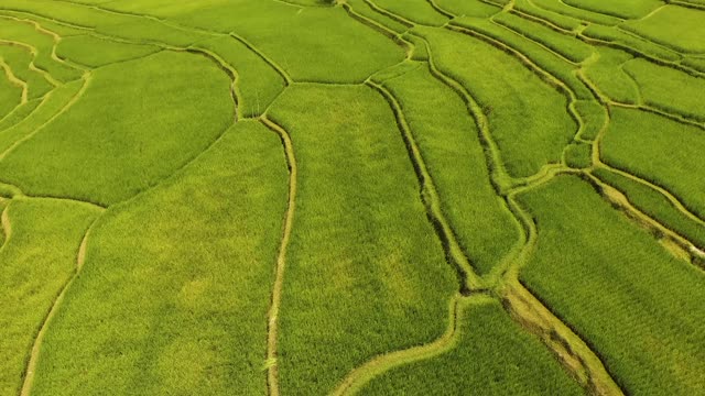 granary field