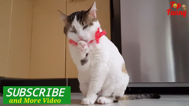 The Best cats funny video in tha world. #catfunnyvideo #funnyvideo