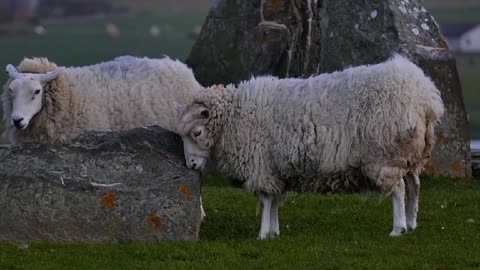 Look at these sheep!