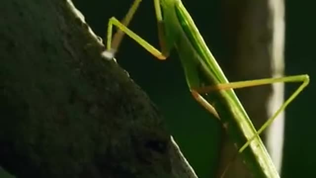 This mating mantis is headless 😬