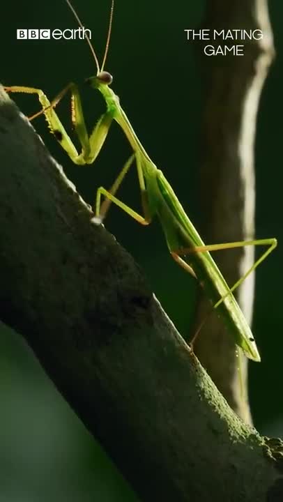 This mating mantis is headless 😬