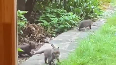 The man rescue poor fox