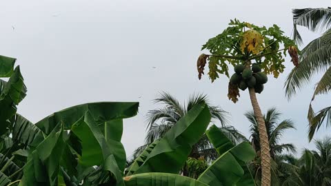 Dragonflies and rain in Vietnam