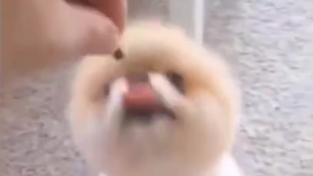 Cute Puppy Dancing with treat