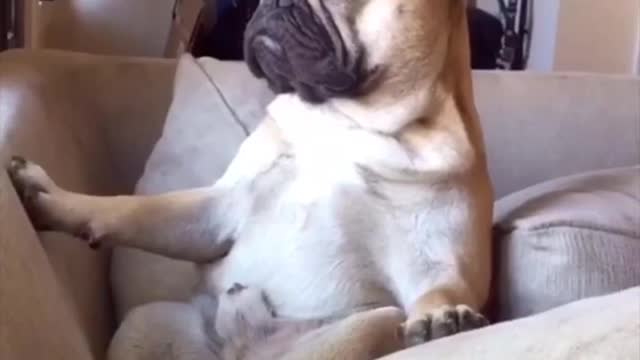 VIRALvideo of dog falling asleep while sitting, must watch