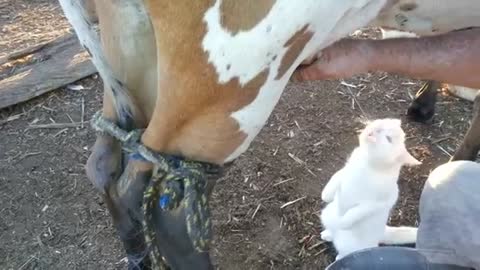 Cat Drinking Milk From Cow