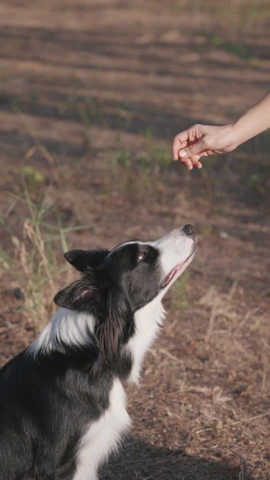 FUNNY DOGS, prepare yourself to CRY WITH LAUGHTER! - Best DOG VIDEOS