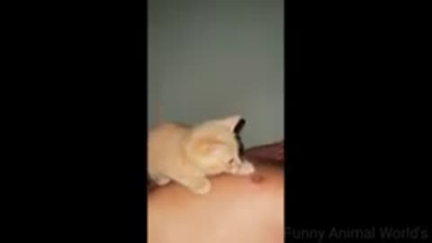 funny cat