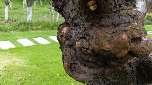 The trunk of this tree is covered with tumors