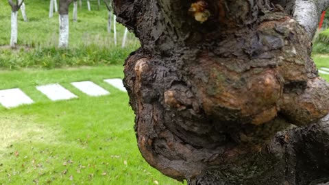 The trunk of this tree is covered with tumors