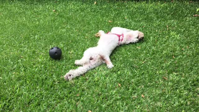 the dog is having fun, too cute