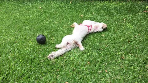 the dog is having fun, too cute