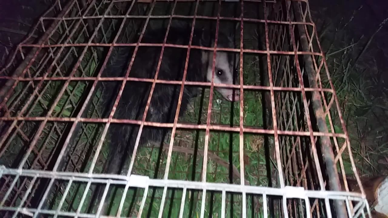 Opossum Pt3 Resued and Relocated