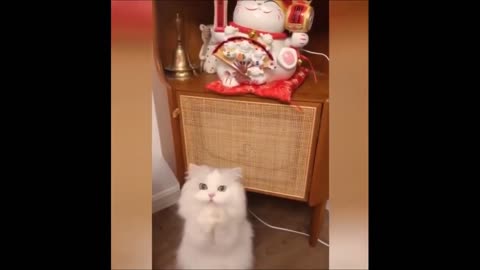 FUNNIEST ANIMALS 😹 Funny Animal Videos Compilation🤣🤣🤣🤣