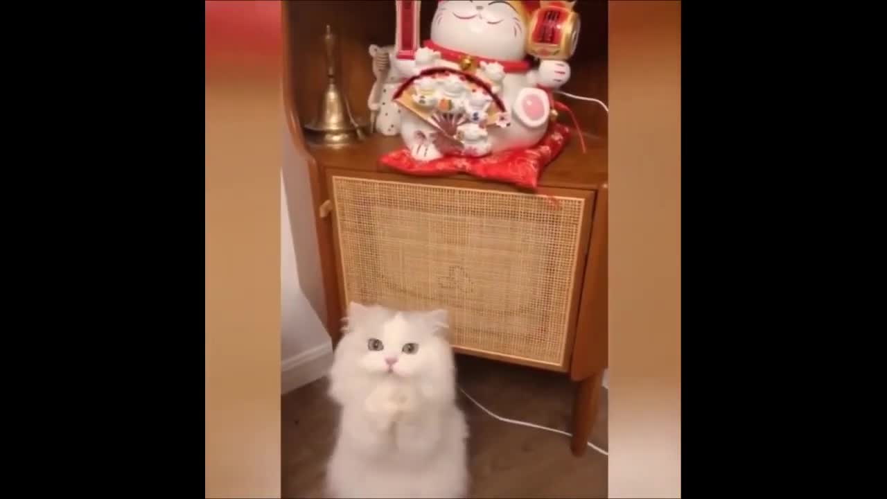 FUNNIEST ANIMALS 😹 Funny Animal Videos Compilation🤣🤣🤣🤣
